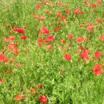 coquelicots