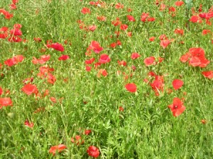 coquelicots