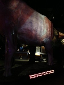 Grande Galerie de l'Evolution - exposition Dinosaures